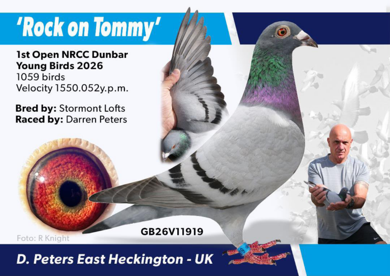 Darren Peters 1st Open Pigeon copy